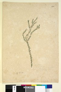 Page 213. Epacrideae Leucopogon sp.