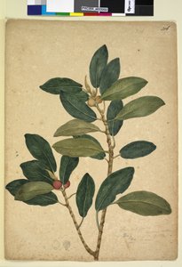 Page 216. Ficus rubiginosa - John William Lewin