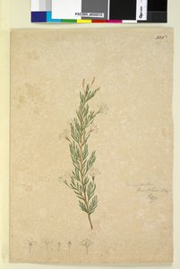Page 226. Ricinocarpus pinifolius - John William Lewin
