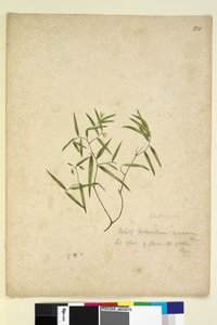 Page 230. Geitonoplesium cymosum - John William Lewin