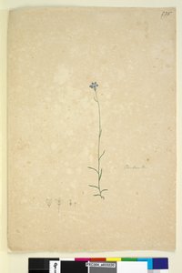 Page 235. Campanula