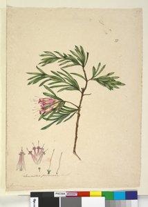 Page 23. Lambertia formosa - John William Lewin