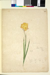 Page 241. Ixia lutea - John William Lewin
