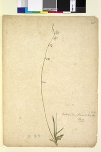 Page 246. Arthropodium paniculatum - John William Lewin