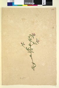 Page 252. Plante non identifiée - John William Lewin
