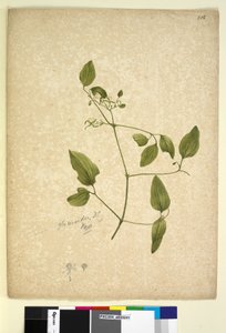 Page 256. Clematis glycinoides