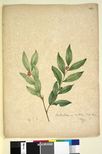 Page 263. Wikstroemia indica - John William Lewin