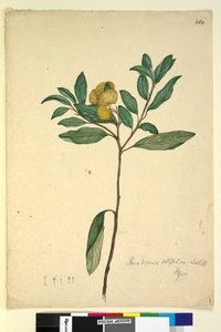 Page 264. Pomaderris elliptica - John William Lewin
