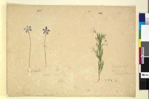Page 265. Glossodia minor; 266. Ricinocarpus