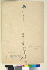 Page 36. Wahlenbergia gracilis - John William Lewin