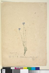 Page 37. Wahlenbergia gracilis - John William Lewin