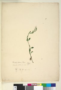 Page 38. Samolus repens