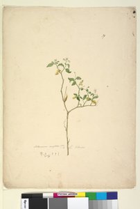 Page 39. Solanum nigrum - John William Lewin