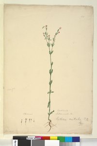 Page 40. Erythraea australis