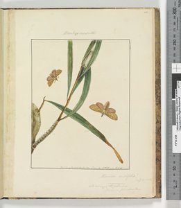 Page 43. Pl.11 Bombyx Nasuta