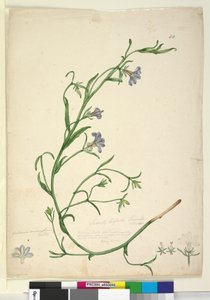 Page 44. Goodenia ramosissima