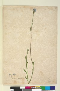 Page 45. Dampiera stricta