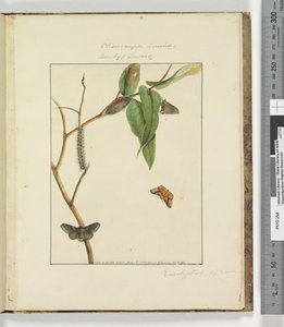 Page 47. Pl.12 Clisiocampa Lewinae Bombyx Lewinae - John William Lewin