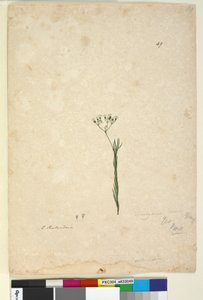 Page 49. Trachymene linearis - John William Lewin