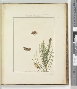 Page 51. Planche 13 Bombyx Exposita Lewin allié à..., 1803-04