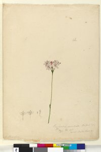 Page 63. Burchardia umbellata - John William Lewin