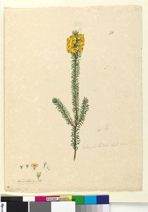 Page 73. Dillwynia rubis?, c.1803-06 - John William Lewin