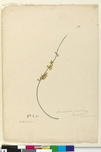 Page 75. Sphaerolobium vimineum - John William Lewin