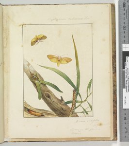 Page 7. Pl.2 Cryptophasa Rebescens Lewin