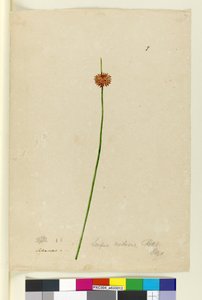 Page 7. Scirpus nodosus, c.1803-06