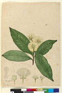 Page 85. Angophora intermedia
