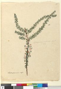 Page 86. Leptospermum scoparium - John William Lewin