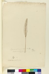 Page 8. Imperata arundinacea syn. Saccharum cylindricum, c.1803-06