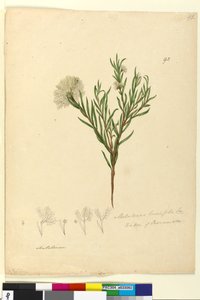 Page 92. Melaleuca linariifolia - John William Lewin