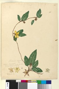 Page 95. Hibbertia dentata - John William Lewin