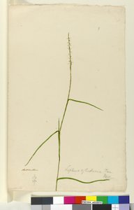 Page 9. Lepturus cylindricus, c.1803-06 - John William Lewin