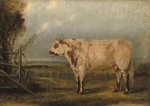 Un jeune taureau