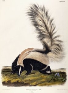 Moufette à grande queue, 1846