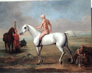 Étalon arabe avec jockey