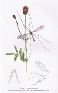 Tipule, Nature en Grande-Bretagne publiée par Collins, 1946