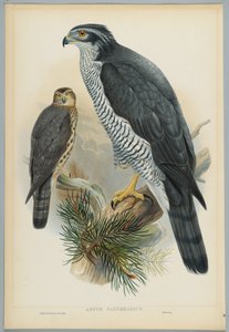 Astur Palumbarius - Autour des palombes, dessiné par J. Wolf, gravé par H. C. Richter - John after Gould