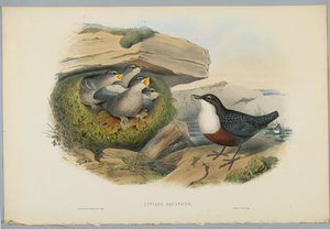 Cinclus Aquaticus - Cincle plongeur, gravé par H. C. Richter - John after Gould