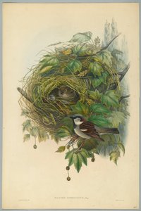 Passer Domesticus - Moineau domestique, gravé par H. C. Richter - John after Gould