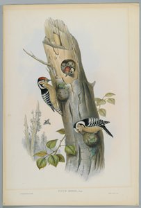 Picus Minor - Pic épeichette, gravé par H. C. Richter - John after Gould