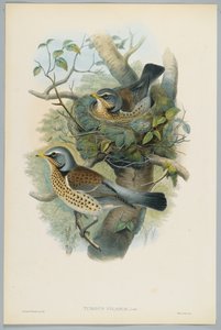 Turdus Pilarus - Grive litorne, gravé par H. C. Richter - John after Gould