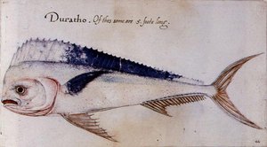 Dorado - John after White
