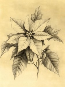 Élégant dessin de poinsettia - Jolly and Dash