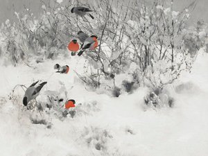 Des bouvreuils dans la neige - Jolly and Dash