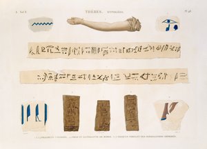 Illustrations de hiéroglyphes et le bras d