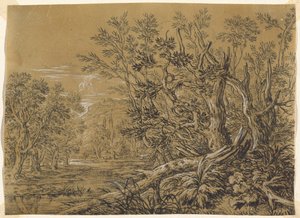 Ruisseau à travers une forêt ancienne - Jonas Umbach
