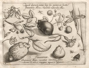 Archétypes et études : Ce qui peut émerger en accord avec une telle promesse caverneuse, 1592